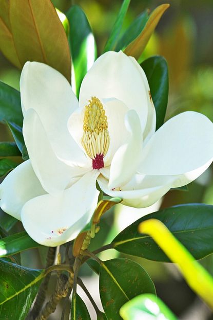 Alibotanik Manolya Agaci 50 60 Cm Magnolia Grandiflora Trendyol