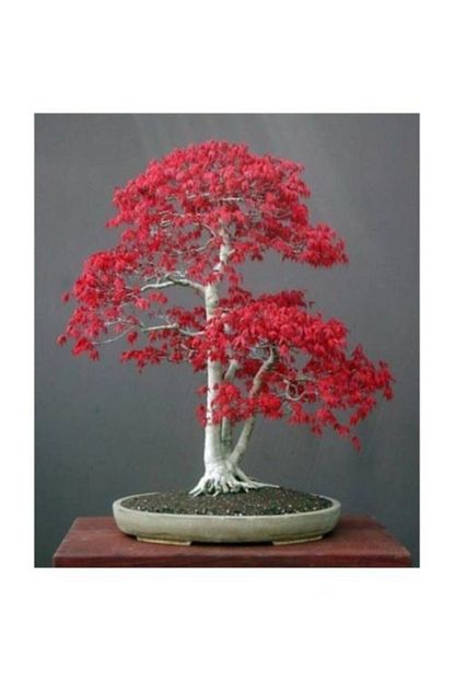 3m Bodur Acer Rubrum Bonzai Agaci Tohumu 5 Adet Bonsai Agaci Tohumu Trendyol