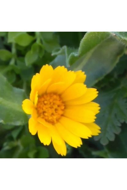 coreopsis cicegi