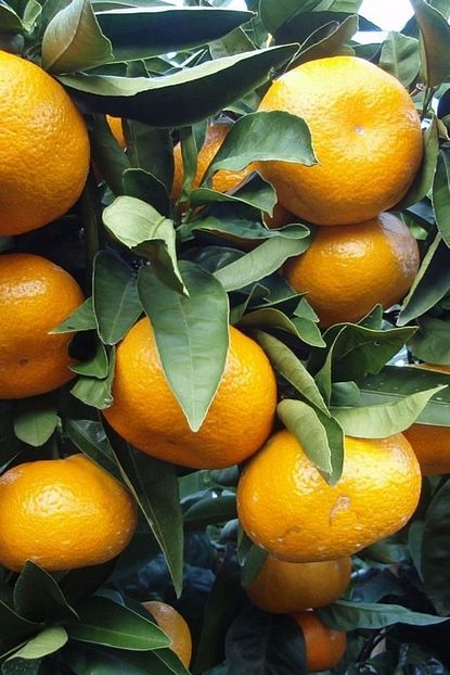 onlinebahcem tuplu asili rize satsuma mandalina fidani fiyati yorumlari trendyol