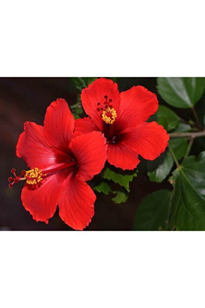 Fidanburada Japon Gulu Fidani Hibiscus Rosa Pembe Renkli Trendyol