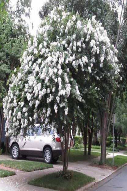 Onlinebahcem Tuplu Ozel Cesit Beyaz Oya Agaci Fidani 70 120 Cm Trendyol
