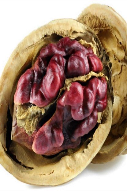 Onlinebahcem Tuplu Asili Ozel Uretim Red Spring Kirmizi Ceviz Fidani Trendyol