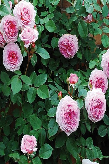 Onlinebahcem Tuplu Kokulu Clove Rose Karanfil Yediveren Sarmasik Gul Fidani Trendyol