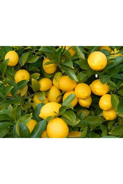 Evimdeki Bahcem Saksi Yetistiriciligine Uygun Yediveren Limon Fidani Fiyati Yorumlari Trendyol