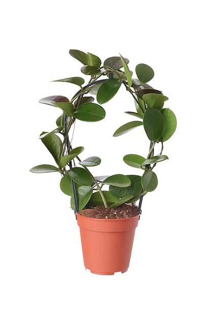 mum cicegi hoya carnosa