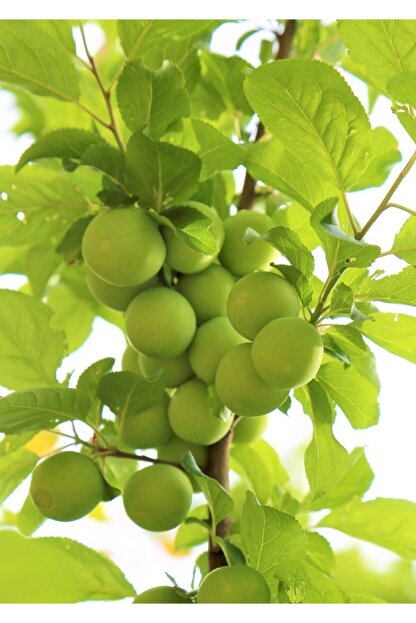 https www trendyol com yalova fidan market can erik fidani p 33190017