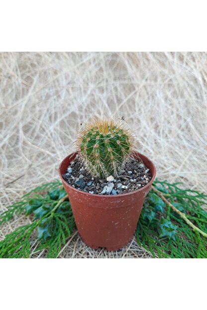 Mutbirlik Saksida Kaynana Sobasi Echinopsis Oxygona Kaktus Trendyol