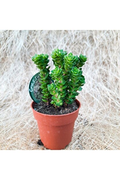 Mutbirlik Ithal Crassula Estagnol Sukulent 12 Cm Saksida Trendyol