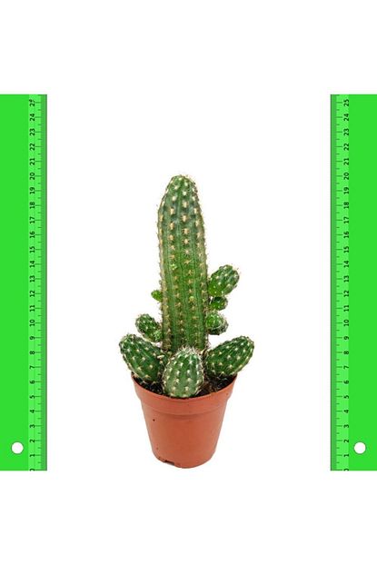 Baktar Kirmizi Cicek Acan Echinopsis Chamaecereus Peanut Kaktus 5 5 Luk Saksida Trendyol