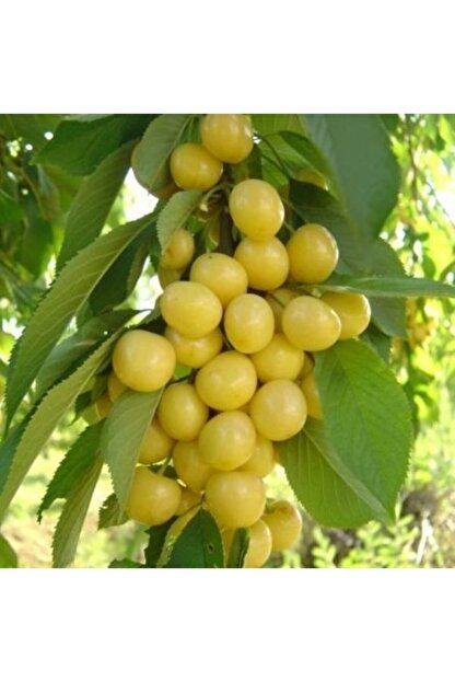 starks gold beyaz kiraz kiraz