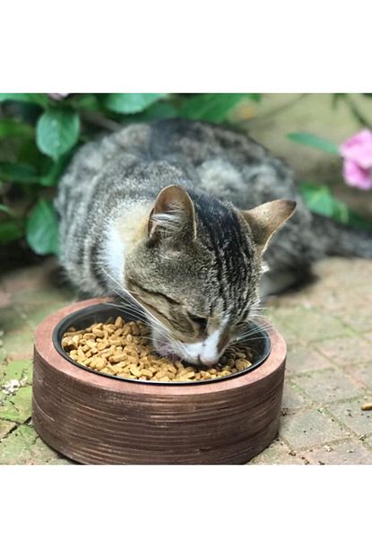 Kedi Kopek Mobilyasi Flooply Tekli Mama Kabi Daire Trendyol