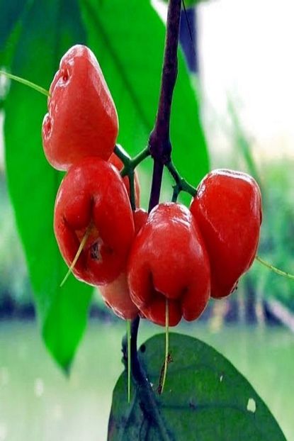 Onlinebahcem Tuplu Yenilebilen Java Apple Tuplu Gul Elmasi Fidani Trendyol