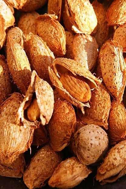 Onlinebahcem Tuplu Asili Amerikan Elle Kirilan Nonperial Badem Fidani Trendyol