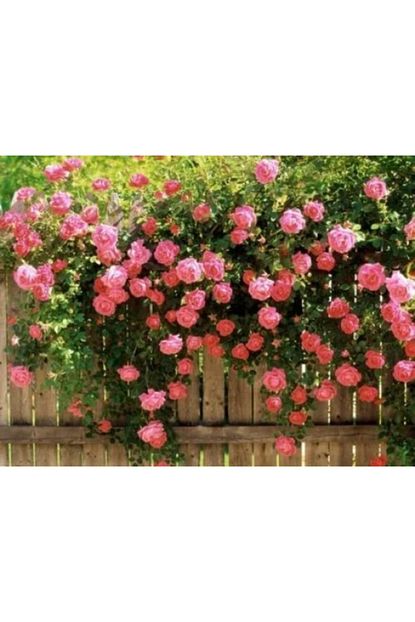 Ruzgarbotanik Pembe Sarmaik Cardak Gulu 120 Cm Trendyol