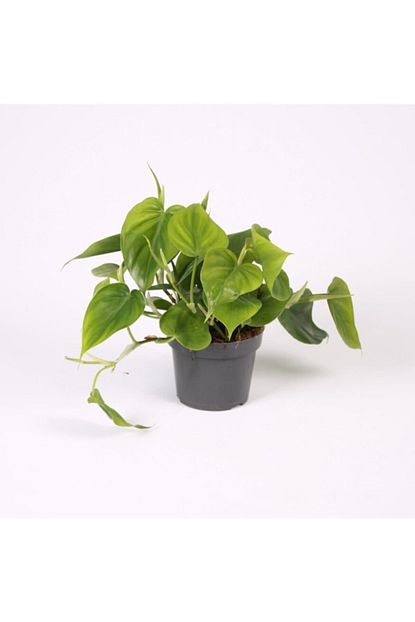 Fidanburada Kalp Yaprakli Salon Sarmasigi Philodendron Scandens Trendyol