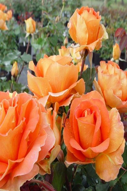 Onlinebahcem Kokulu Yediveren Love Paradise Turuncu Gul Fidani Trendyol
