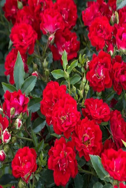 Onlinebahcem Tuplu Kokulu Red Beauty Kirmizi Yediveren Sarmasik Gul Fidani 5 Yas 150 200 Cm Trendyol