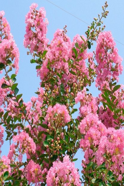 Onlinebahcem Tuplu Pembe Oya Agaci Fidani Trendyol