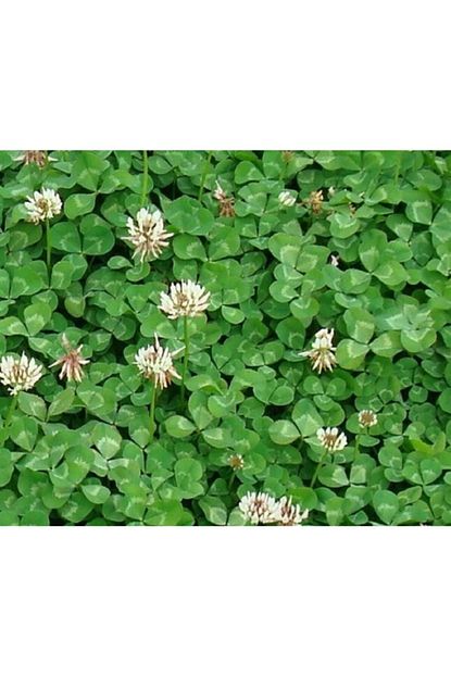 Ekodoga Ak Ucgul Tohumu 1 Kg Trifolium Repens Akucgul Tohumu Sus Yoncasi Tohumu Bodur Yonca Tohumu Trendyol