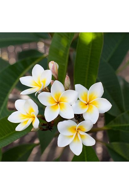 Mutbirlik Saksida Amerikan Fulu Plumeria Alba Agaci Fidani Trendyol