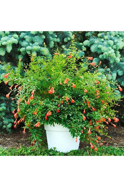 mutbirlik punica granatum cuce sus nari