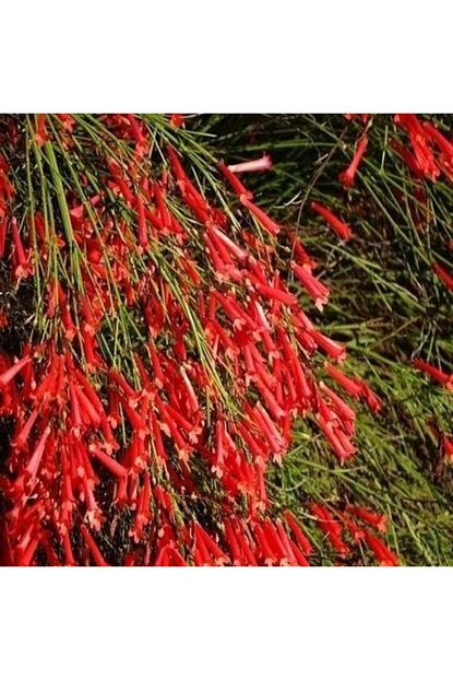 Ruzgarbotanik Kirmizi Mercan Cicegi Fidani 40 Cm Trendyol