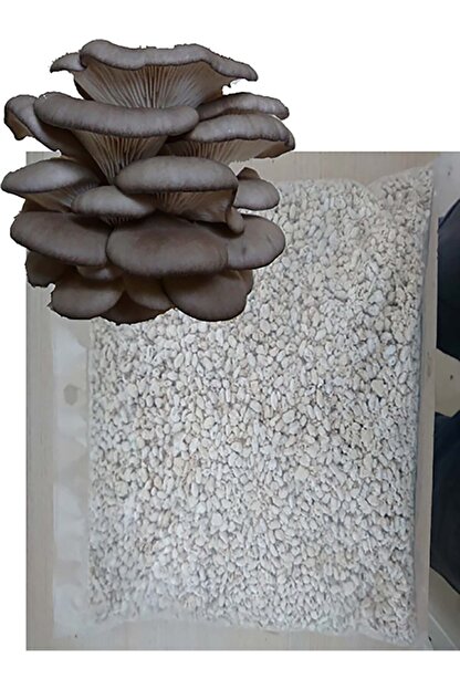 istiridye mantar tohumu fiyati ne kadar