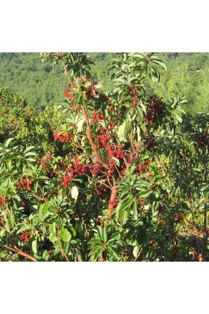 Baktar Tuplu Nadir Sandal Agaci Cilek Agaci Arbutus Andrachne Fidani Trendyol