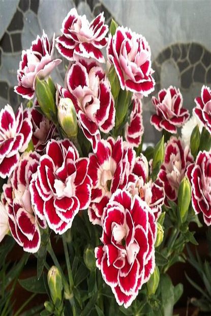 E Fidanci Karanfil Fidani 3 Adet Mix Renkler Dianthus Caryophyllus Saksida Trendyol