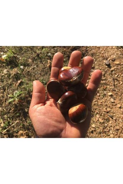 Bursatarim Bursa Tarim Maraval Kestane Fidani Trendyol