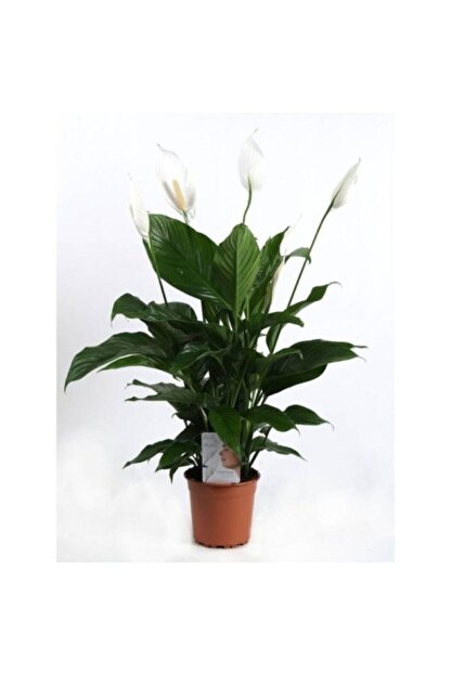 Salonbitkileri Baris Cicegi Spathiphyllum Sokak Lambasi Cicegi Ev Bitkisi Ofis Bitkisi Salon Bitkisi Fiyati Yorumlari Trendyol Bu videomda (sokak lambasi cicegi temizligi ve bakimi anlatimli.) iyi seyirler. baris cicegi spathiphyllum sokak lambasi cicegi ev bitkisi ofis bitkisi salon bitkisi
