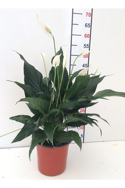 Berceste Peyzaj Baris Yelken Cicegi Spathiphyllum Salon Fiyati