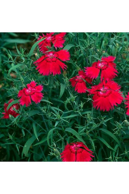 Mutlu Paket Dianthus Superbus Kirmizi Renkli Kokulu Karanfil Cicegi Tohumu 100 Adet Trendyol