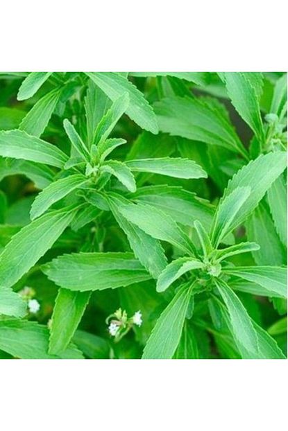 Tacirdepo Stevia Seker Otu Tohumu 40 Tohum Trendyol
