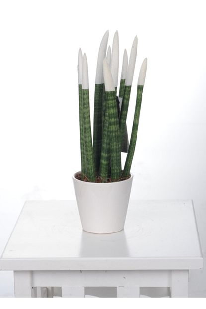 sansevieria cylindrica colors