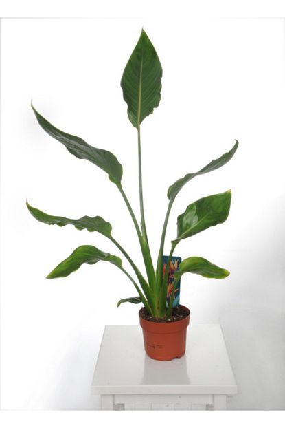 strelitzia nicolai 80 85 cm