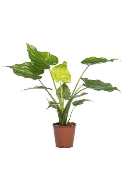 Peyzaj Burada Online Bahce Market Alocasia Cucullata Dev Fil Kulagi Bitkisi Ev Ofis Cicekleri Ve Bitkileri Fiyati Yorumlari Trendyol