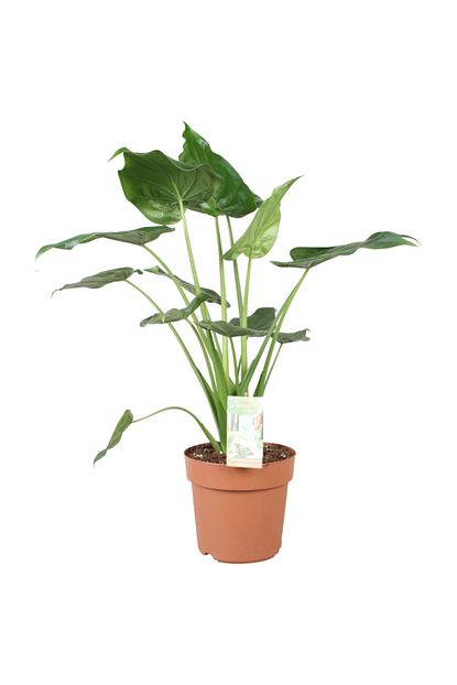 Peyzaj Burada Online Bahce Market Alocasia Cucullata Dev Fil Kulagi Ev Ve Ofis Bitkisi Fiyati Yorumlari Trendyol