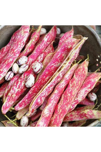 Floramut Oturak Bol Dokumlu Barbunya Tohumu 50 Gram Trendyol