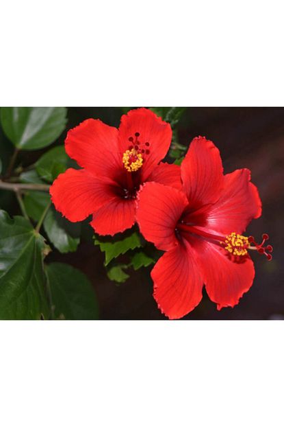 Fidanistanbul Hibiscus Rosa Sinensis Cin Gulu Japon Gulu 20 30 Cm Saksida Trendyol