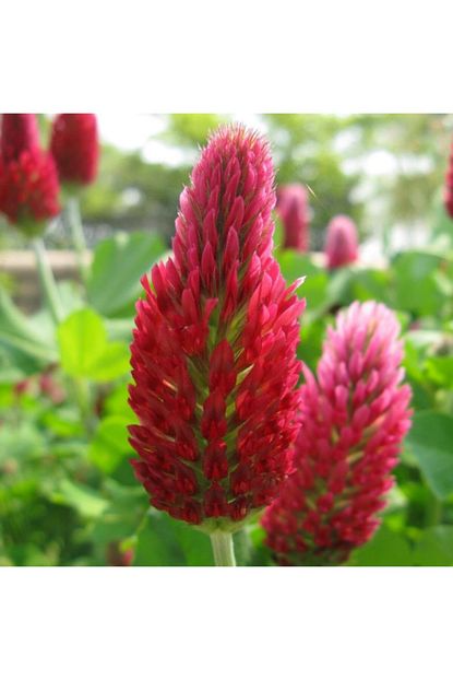Evvebahce Red Love Trifolium Cicegi Tohumu 50 Tohum Trendyol
