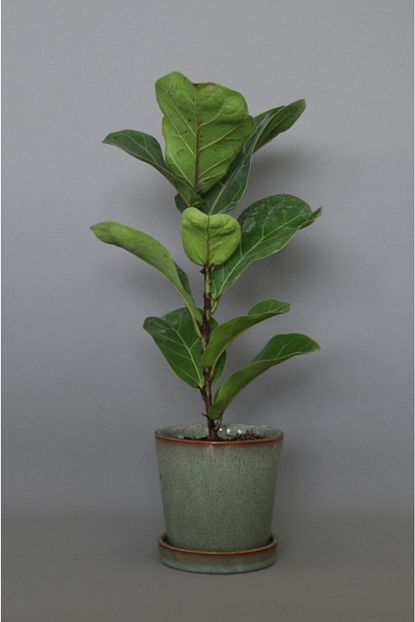 Mintdukkan Ficus Lyrata Bambino 40 Cm Keman Yaprakli Kaucuk Fiyati Yorumlari Trendyol