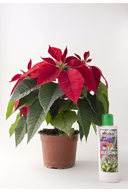 Ebotanik Ataturk Cicegi Poinsettia 40 50 Cm Fiyati Yorumlari Trendyol Kavcuk ve sokak lambasi cicegi. ebotanik ataturk cicegi poinsettia 40