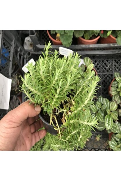 E Fidancim Sedum No 11 9 Luk Saksida Trendyol