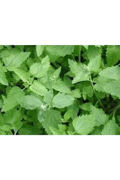 E Fidancim Dogal Catnip Kedi Nanesi Tohumu 100 Tohum Trendyol