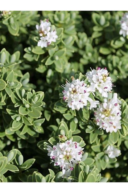 hebe pinguifolia sutherlandii cizgili yaprakli beyaz yavsan otu saksida