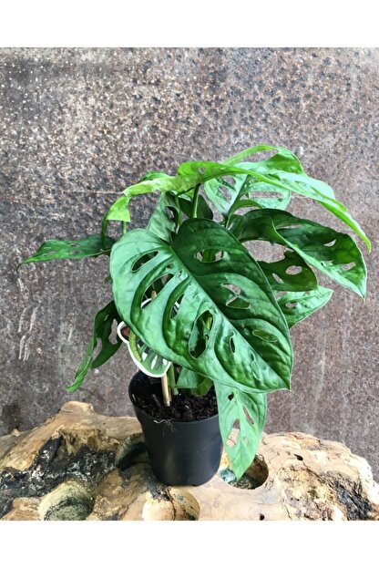 Fidanova Monstera Deve Tabani Delikli Yaprak Trendyol