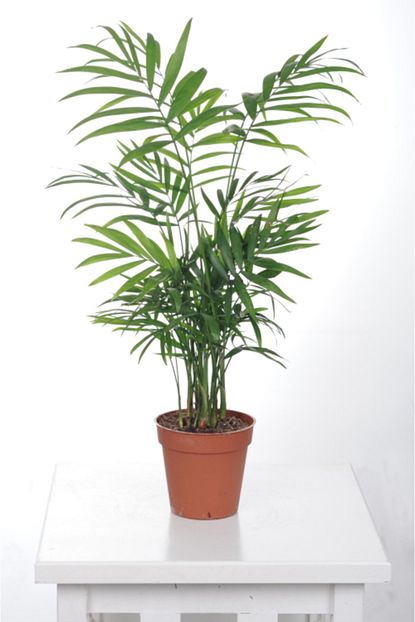 dag palmiyesi chamaedore elegans 40 45 cm