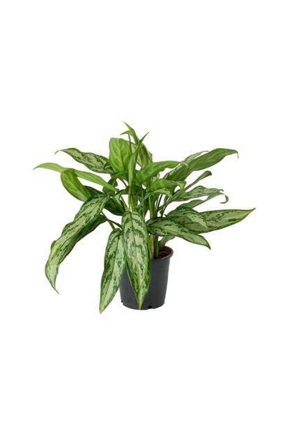 Peyzaj Burada Online Bahce Market Aglaonema Commutatum Maria Cin Herdemyesili Bitkisi Ic Mekan Bitkileri Trendyol